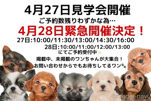 チワックス(チワワ×ダックスフンド)【静岡県・男の子・2025年2月